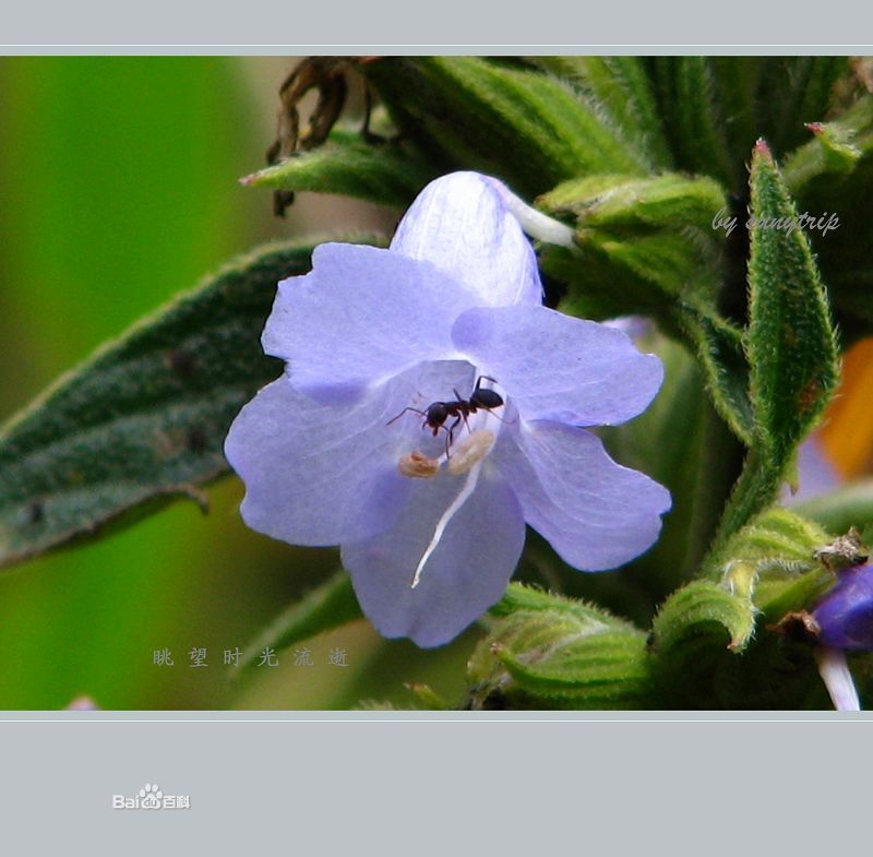 沙壩紫雲菜