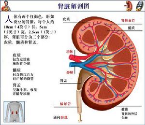 狼瘡腎炎