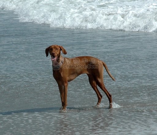 維茲拉犬