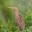 黃葦鳽(黃斑葦鳽)