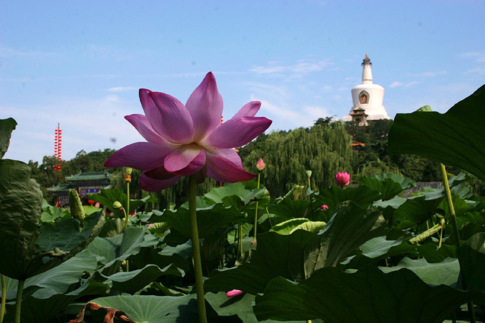 小海荷花