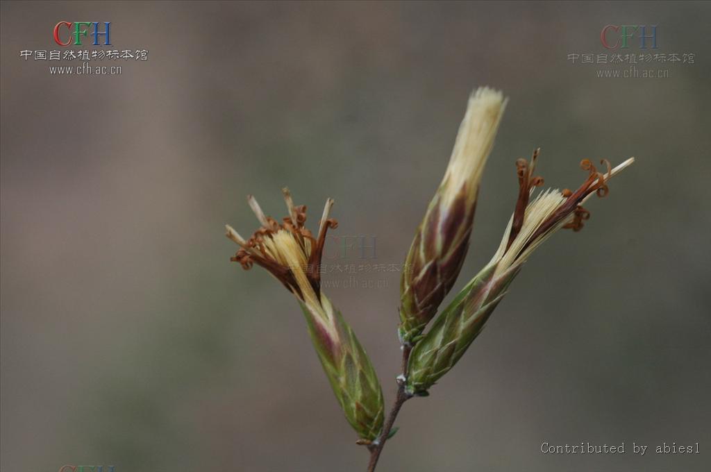 針葉帚菊