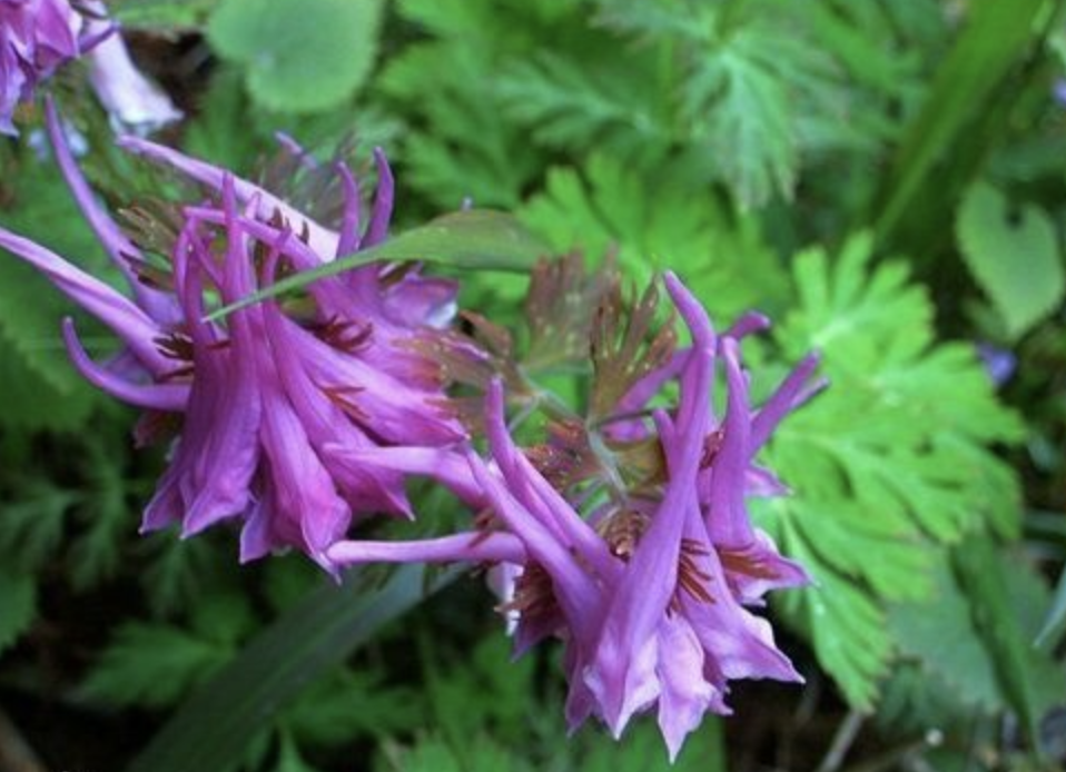 尖瓣紫堇