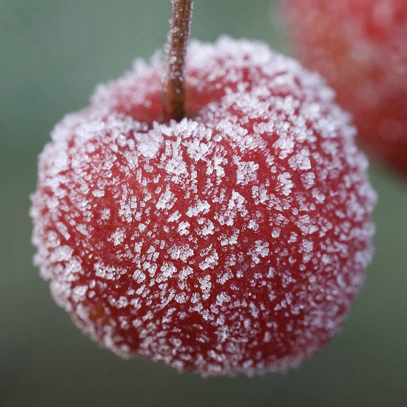 掛霜蜜果