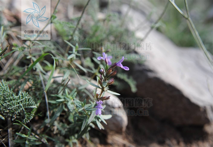 帚枝荊芥