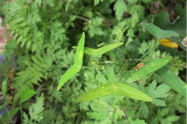 長管蝙蝠草(豆科蝙蝠草屬植物)