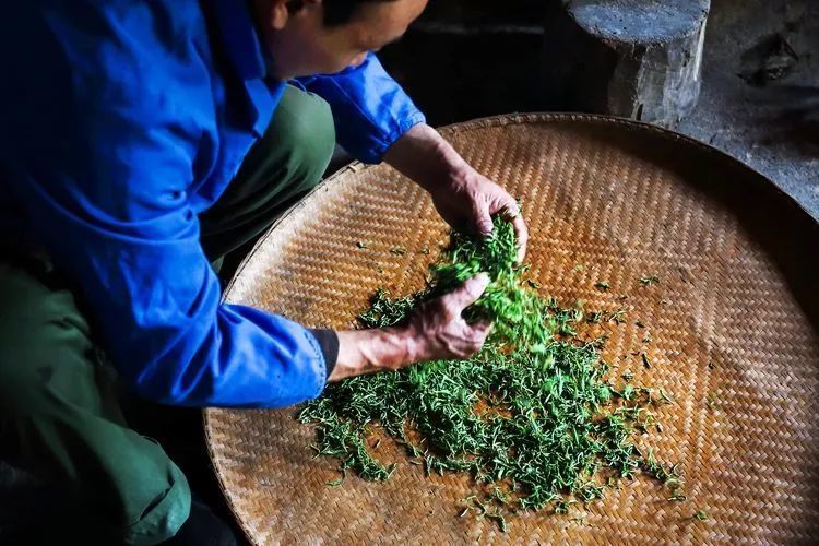 綠茶製作技藝（北侖綠茶製作技藝）