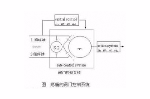 丘腦網狀核閘門理論