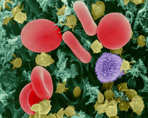 T淋巴細胞與激活的血小板