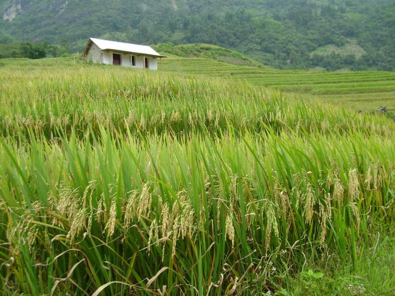 岩羊坪村