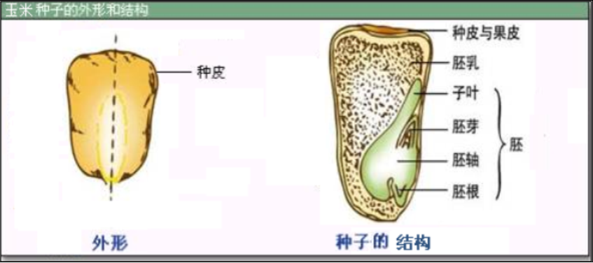 玉米種子