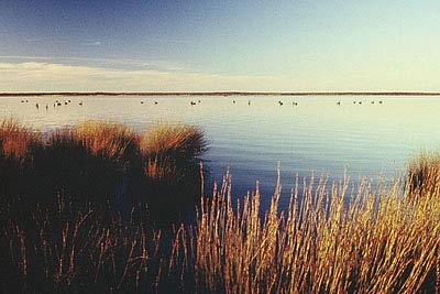 Black swans on Waituna Lagoon