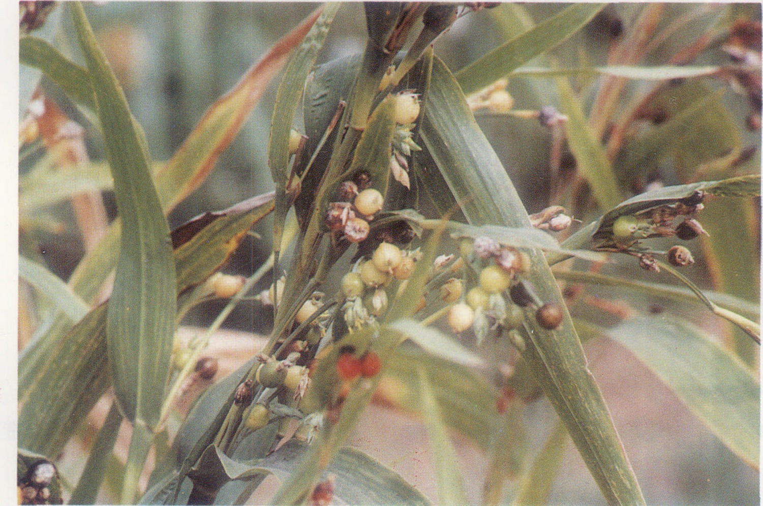 薏米(禾本科薏苡屬植物)