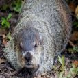 斯塔滕島動物園