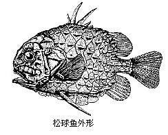 松球魚