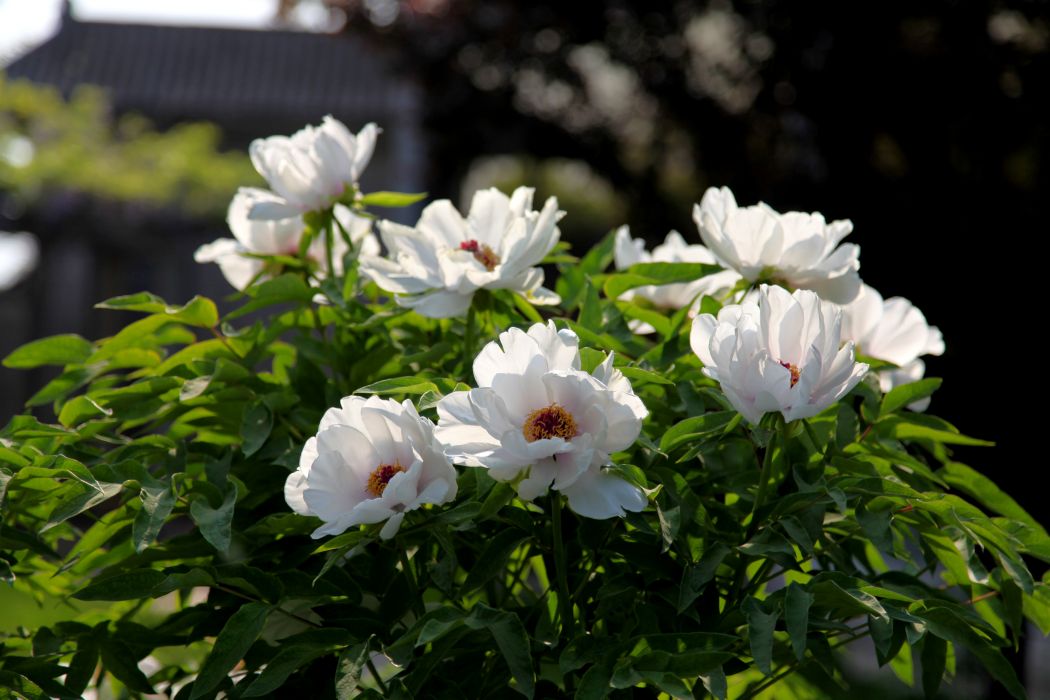 羞月(菊科菊花屬植物)