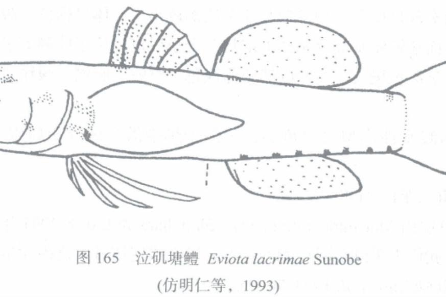 泣磯塘鱧