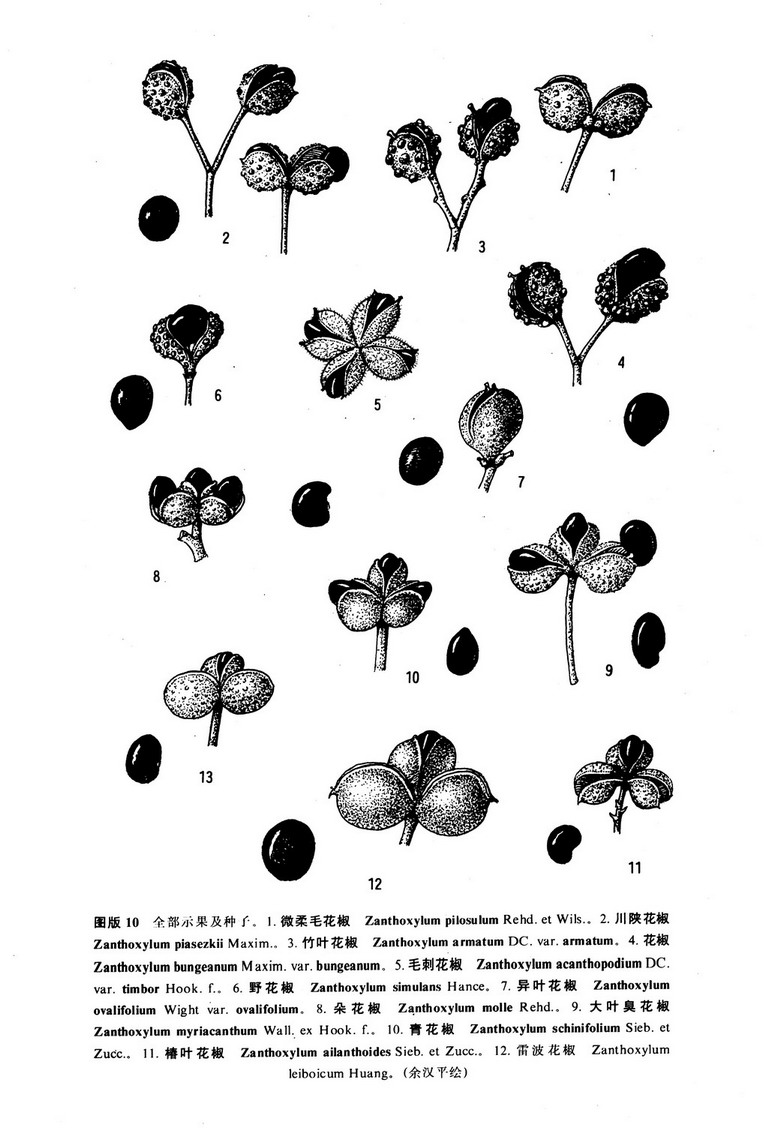 異葉花椒