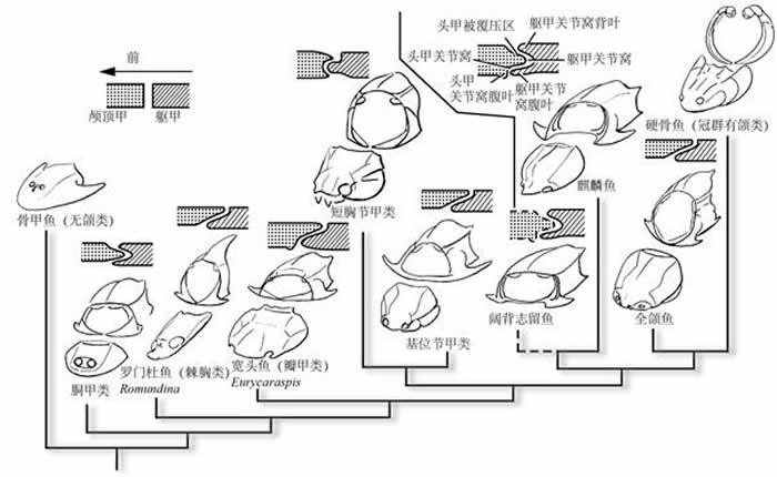 志留紀全頜盾皮魚