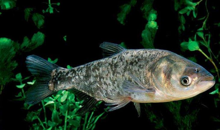 產芝水庫鱅魚