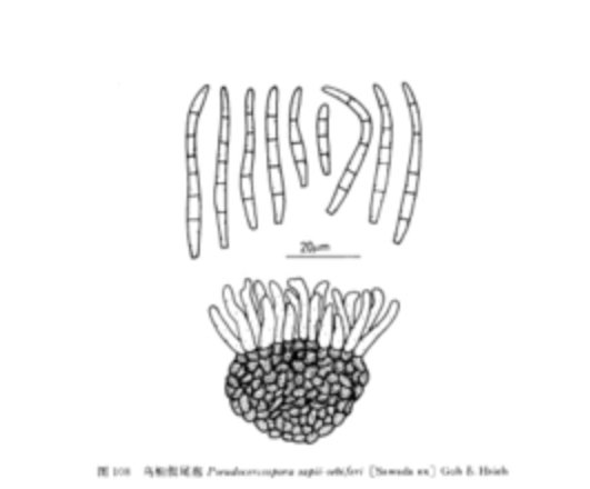 烏桕假尾孢