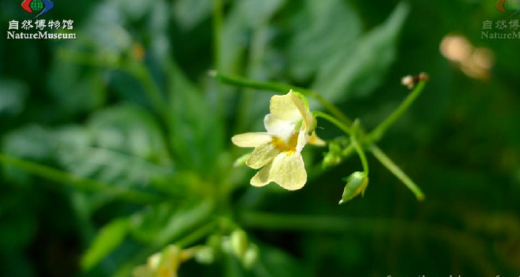 小花鳳仙花