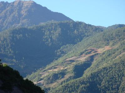 白雞山村生態林