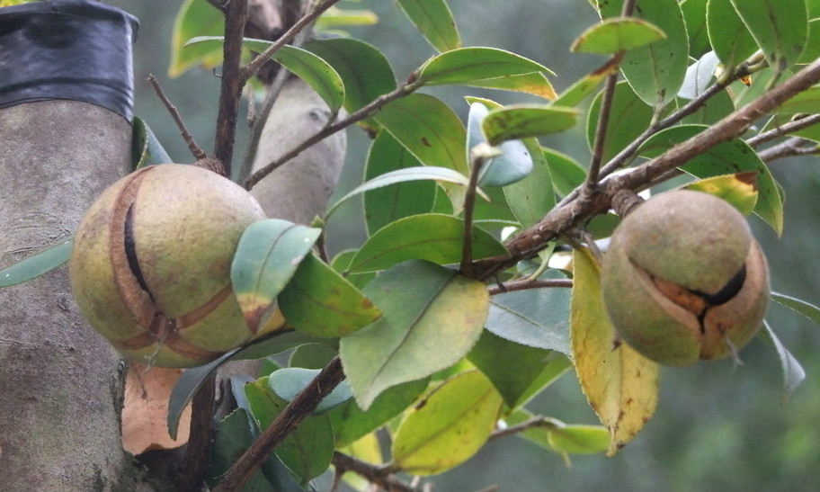 山油茶故事