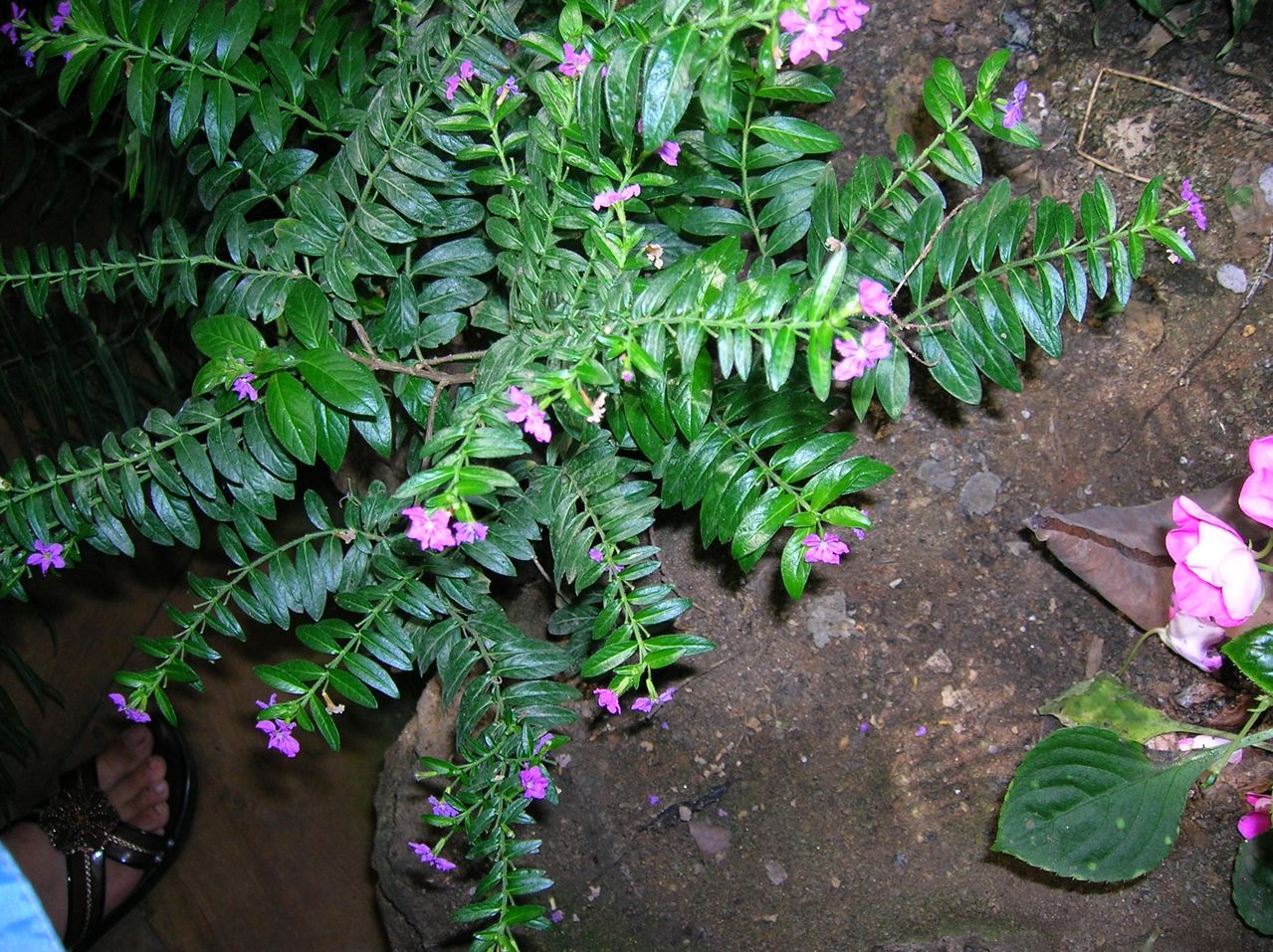 細葉萼距花