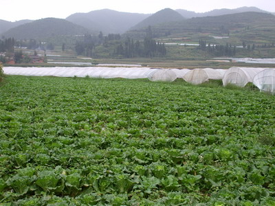 龍家村自然村