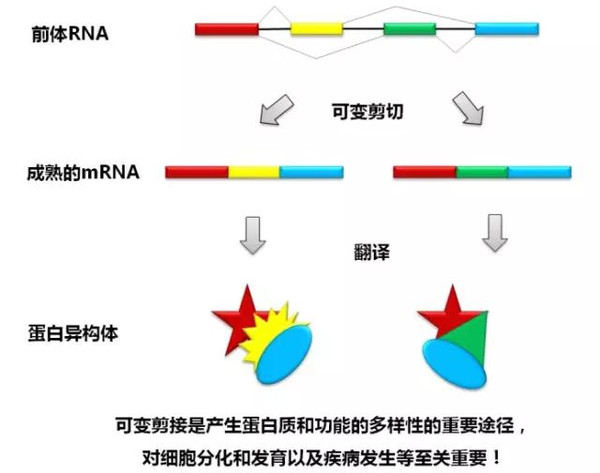 可變剪接