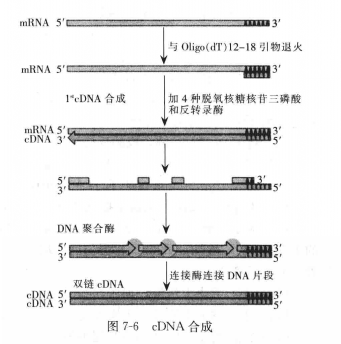 cDNA合成