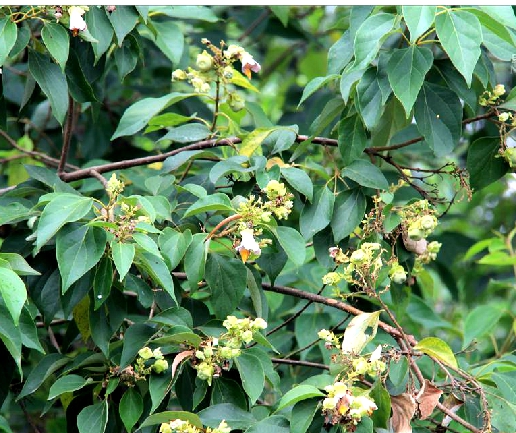 石梓(馬鞭草科石梓屬植物)