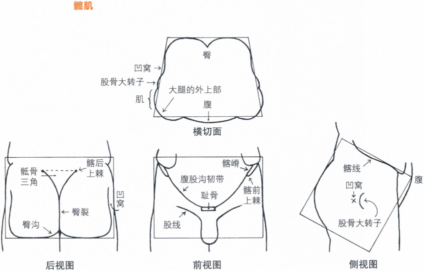 臀寬(髖最大寬)