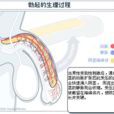 勃起角