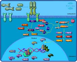 igf-1信號通路