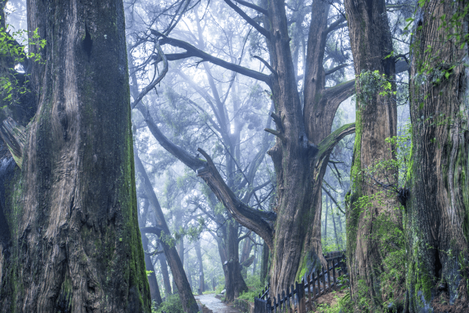 翠雲廊古蜀道