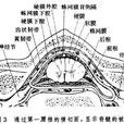 腦(動物中樞神經系統主要部分)