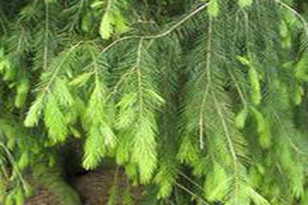 Picea smithiana