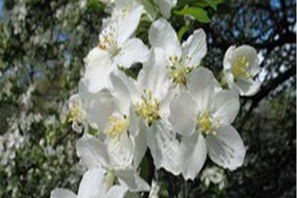 Malus \x27Inglis\x27 WHITE ANGEL