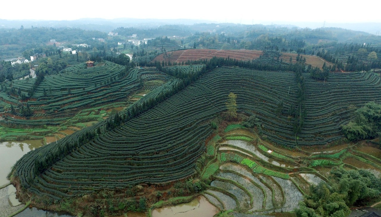 納溪特早茶種茶地