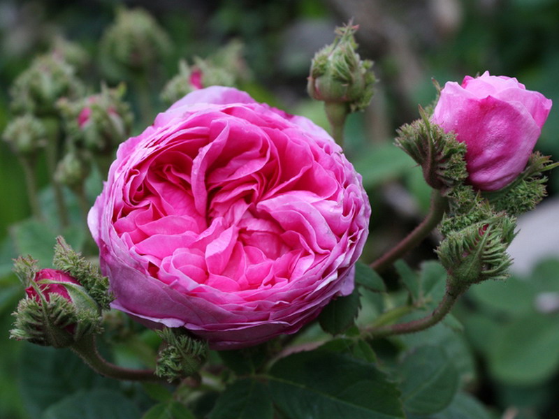 薔薇(薔薇科薔薇屬植物)