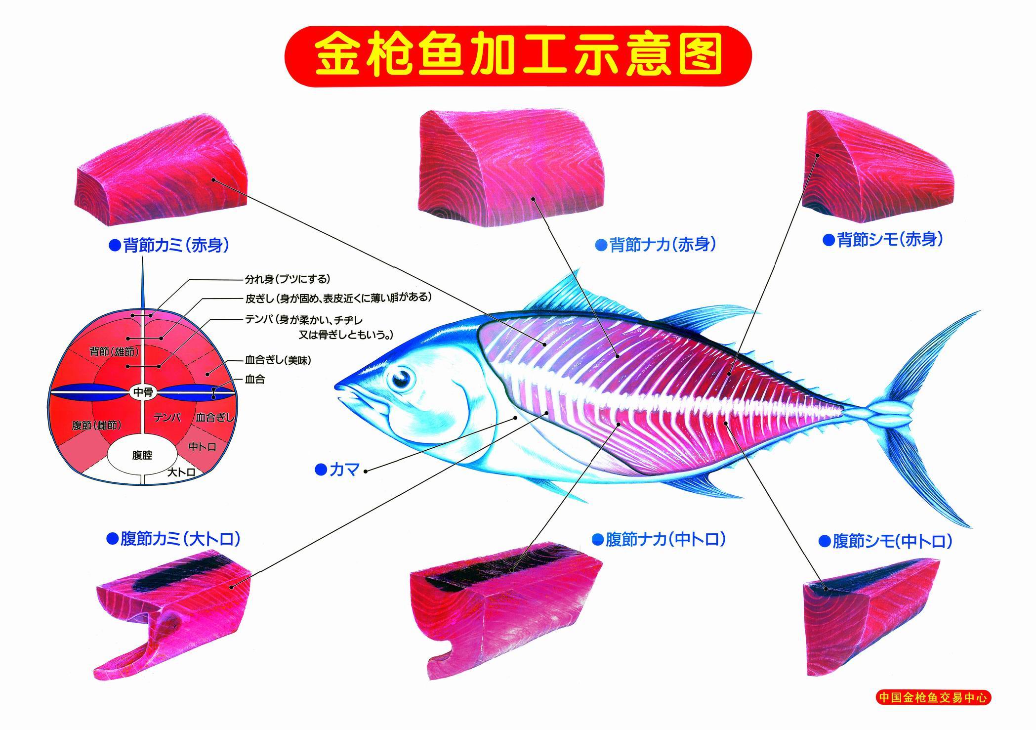 鮪魚加工示意圖