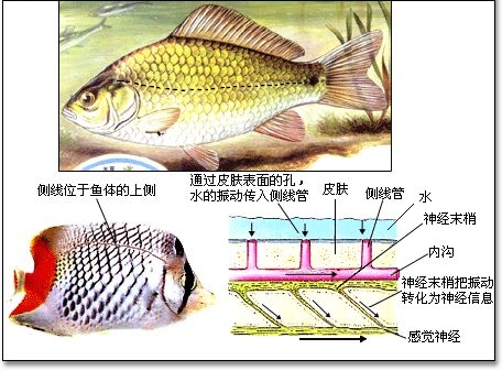 物理感受器