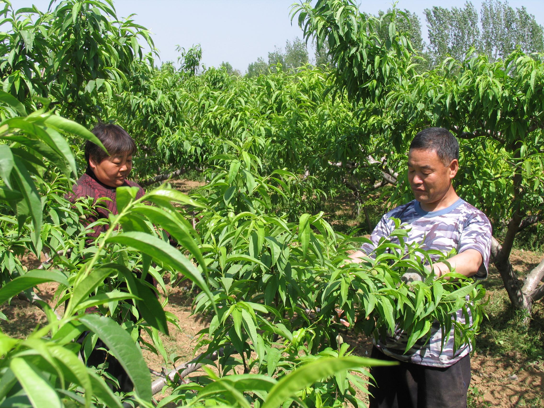 種植業