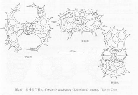 四葉四門孔蟲