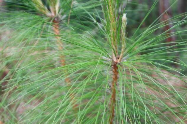 思茅松梁河家系08號