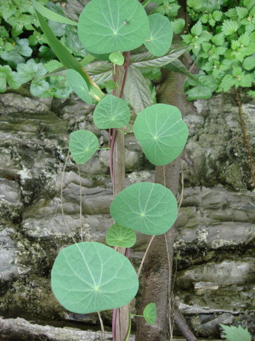 山烏龜(防己科植物)