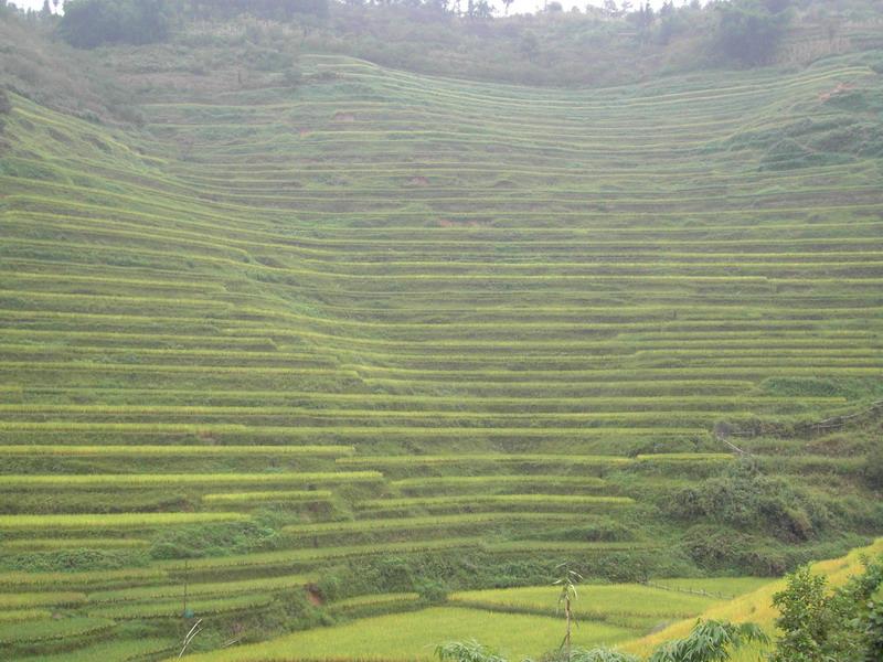 烏打白自然村種植產業