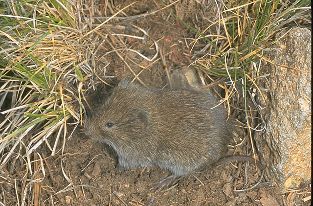 山地田鼠